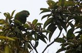 Santa Marta Parakeet (Pyrrhura viridicata) Sierra Nevada de Santa Marta, Proaves El Dorado Reserve, Magdalena, Colombia