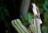 Tropical Mockingbird (Mimus gilvus melanopterus) Mar Azul, La Guajira, Colombia