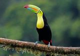 Keel-billed Toucan (Ramphastos sulfuratus brevicarinatus) Tapir Valley Private Reserve, Bijagua, Costa Rica