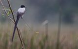 Fork-tailed Flycatcher (Tyrannus savana monachus) Medio Queso wetland, Los Chiles, Costa Rica
