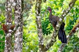 Crested Guan (Penelope purpurascens aequatorialis) Reserva El Copal, Paraíso, Costa Rica