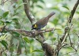 White-eared Ground Sparrow (Melozone leucotis leucotis) Hotel Quelitales, Costa Rica