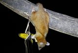 Derbys Woolly Opossum, Central American Woolly Opossum (Caluromys derbianus) Canopy Tower, P.N. Soberanía, Panama