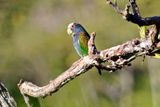 White-crowned Parrot (Pionus senilis) Villa Tica, Las Nubes Cloud forest, Costa Rica