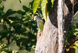 White-crowned Parrot (Pionus senilis) Villa Tica, Las Nubes Cloud forest, Costa Rica
