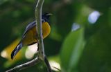 Gartered Trogon (Trogon caligatus sallaei) Danta Corcovado Lodge, Osa Peninsula, Costa Rica