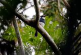 Black-breasted Puffbird (Notharchus pectoralis) Pipeline Road, Parque Nacional Soberanía, Panama