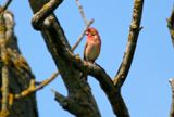 Common Rosefinch (Carpodacus erythrinus) Unteres Odertal Nationalpark, Brandenburg, Germany