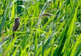 Great Reed Warbler (Acrocephalus arundinaceus) Unteres Odertal Nationalpark, Brandenburg, Germany