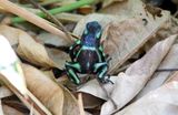Green Poison Frog (Dendrobates auratus) Villa Lapas, Punta Arenas, Costa Rica