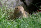 Siesel, European Ground Squirrel (Spermophilus citellus) Vienna, Austria