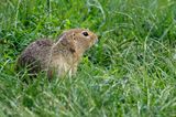 Siesel, European Ground Squirrel (Spermophilus citellus) Vienna, Austria