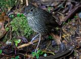 Cundinamarca Antpitta (Grallaria kaestneri) Refugio del Tororoi, Sendero La Herrería, Cundinamarca, Colombia