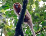 Ornate Titi Monkey (Plecturocebus ornatus) Villavicencio, Meta, Colombia