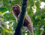 Ornate Titi Monkey (Plecturocebus ornatus) Villavicencio, Meta, Colombia