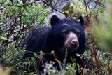 Spectacled Bear (Tremarctos ornatus) Paramo de Chingaza, Cundinamarca, Colombia