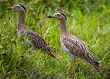 Double-striped Thick-knee (Hesperoburhinus bistriatus) Hato La Aurora Nature Reserve, Ecolodge Juan Solito, Casanare, Colombia