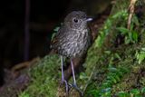 Cundinamarca Antpitta (Grallaria kaestneri) Refugio del Tororoi, Sendero La Herrería, Cundinamarca, Colombia