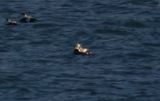 Spectacled Eider (Somateria fischeri) IJzeren Kaap, Waddenzee, Texel