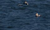 Spectacled Eider (Somateria fischeri) IJzeren Kaap, Waddenzee, Texel