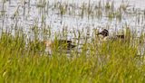 Garganey (Spatula querquedula) Ouderkerk aan de Amstel - Landje van Geijsel (NH)