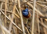 White-spotted Bluethroat (Luscinia svecica cyanecula) Berkel en Rodenrijs - Nieuwe Droogmaking (ZH)