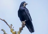 Rook (Corvus frugilegus) Gilze (NB)