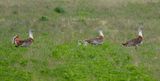 Great Bustard (Otis tarda) Havellandisches Luch, Brandenburg, Germany
