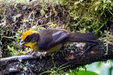 Choco Brushfinch (Atlapetes crassus) Comederos de Doña Dora, Valle del Cauca, Colombia