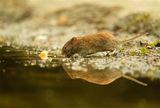 Rosse Woelmuis / Common Red backed  mouse.