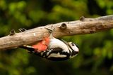 G.B.Specht / Great Spotted Woodpecker.