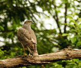 Havik / Northern Goshawk