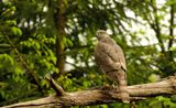 Havik / Northern Goshawk