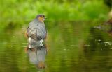 Sperwer / Eurasian Sparrow-hawk (Hut 2 Holten / Rijssen)