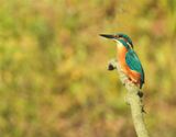 IJsvogel / King Fisher (de Oelemars)