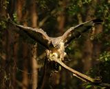 Buizerd / Common Buzzard (Holten-Hut Zuurberg)