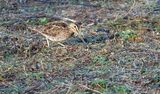 Watersnip /Common Snipe (de Oelemars)