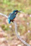 IJsvogel / Great Kingfisher (de Oelemars)