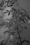 Money Tree