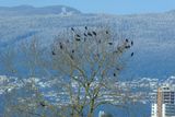 Murder of Crows