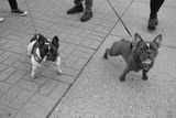 French Bulldogs