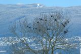A Murder of Crows