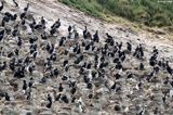 Port to Port Cruises and Wildlife Tours