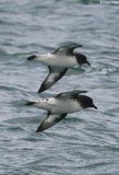 Port to Port Cruises and Wildlife Tours