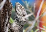 0536b-water-dragon.jpg