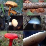 fungi-kinglake-montage4.jpg