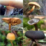 fungi-kinglake-montage5.jpg