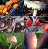 fungi-shepherds-bush-montage1.jpg