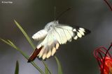 4377c-jezebel-butterfly.jpg