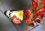 4376d-jezebel-butterfly.jpg